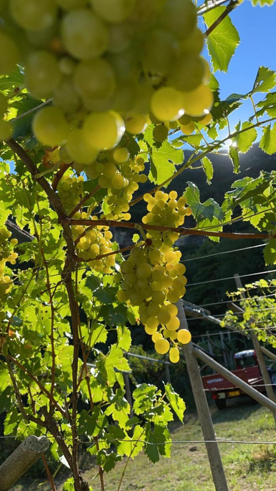 Vallarom أفيو المظهر الخارجي الصورة